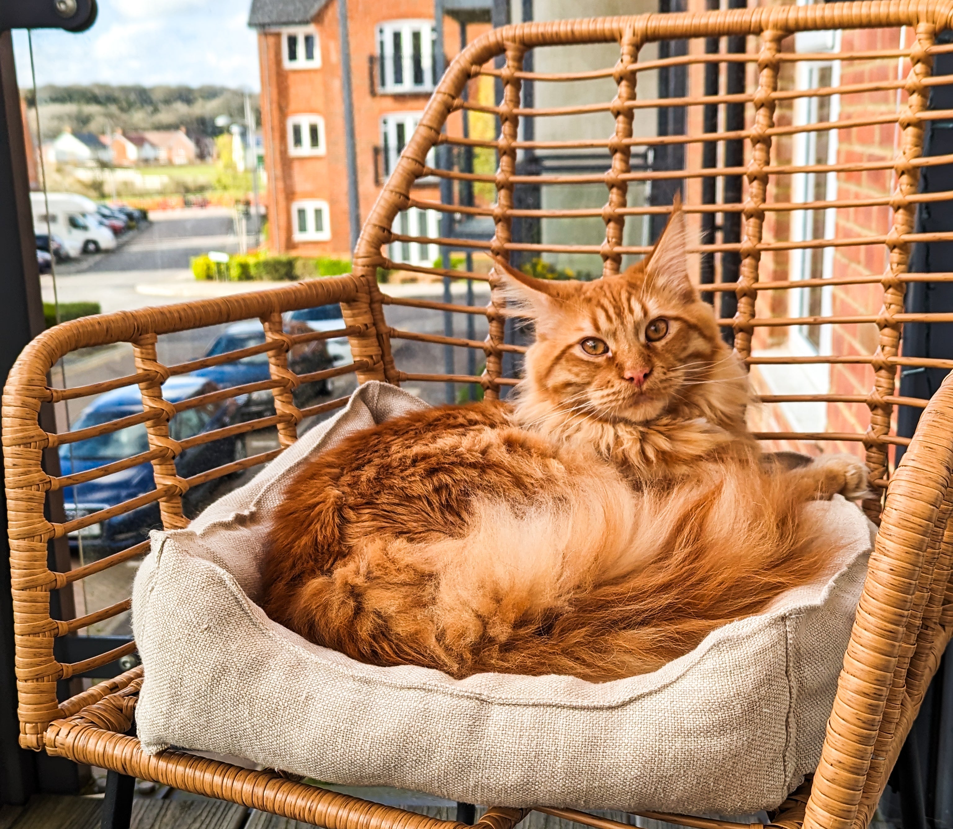 Ginger Maine Coon Cat Called Finn Sitting Down